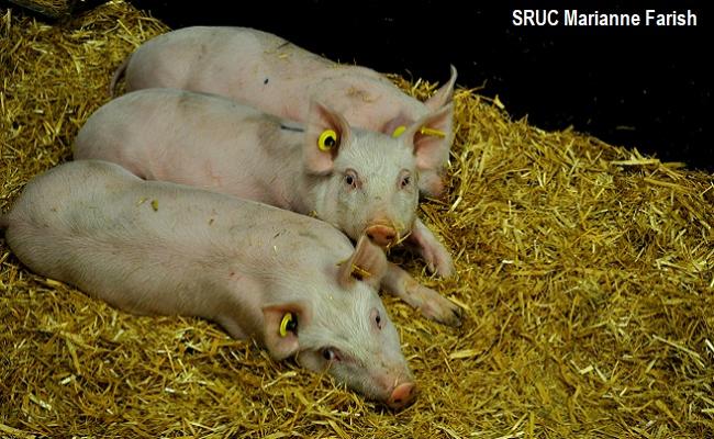 SRUC Marianne Farish piglets straw